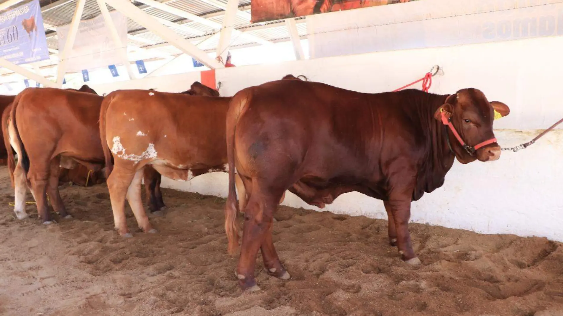 Ejemplares de ganado sonorense